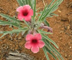 Image result for Pterodiscus aurantiacus