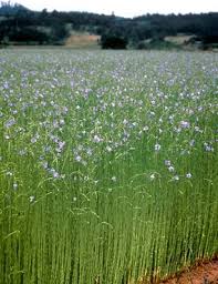 Image result for Linum usitatissimum
