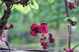 Masses ofsmall green, pink or reddish flowers. Weedy Climbers Otago Daily Times Online News