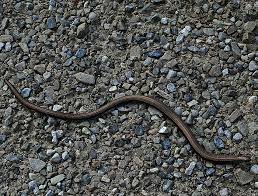 The rengerberg (first climb, note) is the slow worm after which the king cobra follows. Naturetouch Blindschleiche