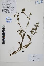 Image result for Commelina congesta