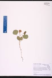 Image result for Rhynchosia monophylla