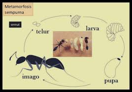 Sementara perubahan pada metamorfosis sempurna tidak jauh berbeda. Metamorfosis Semut Gambar Proses Siklus Tahapan Penjelasannya