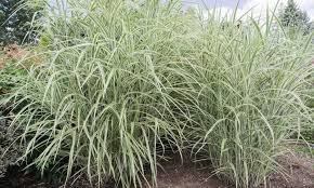 Of all the ornamental grasses, the cosmopolitan maiden grass is one of the most beautiful and desirable. Miscanthus Sinensis Cosmopolitan Maiden Grass Cosmopolitan Garden Plants Online