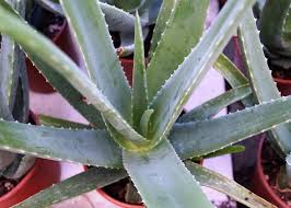 If planted in a garden bed, use a trowel to carefully loosen the soil and remove the aloe plant and its pups. Aloe Vera How To Care For Aloe Vera Plants The Old Farmer S Almanac
