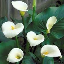 Kali ini saya mencoba membuat bunga calla lily dari kain nilon atau stocking. Jual Produk Bibit Bunga Calla Lily Termurah Dan Terlengkap Juli 2021 Bukalapak
