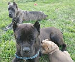 All puppies are wormed & come with 1st set of shots, both patents are on the premises dad is 65lbs mom is 40lbs. View Ad Cane Corso Litter Of Puppies For Sale Near Tennessee Gallatin Usa Adn 232209