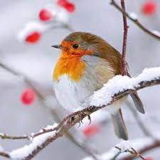 Pretty Robin In Snow With Berries Berries Pretty Robin Snow Winterbildertiere Vogel Als Haustiere Bunte Vogel Ausgestopftes Tier