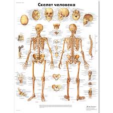 Learning to see and draw energy. Human Skeleton Chart 1002211 Vr6113l Zvr6113l Skeletal System 3b Scientific