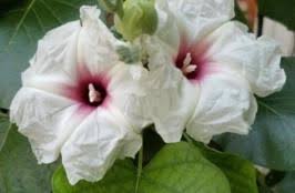 Image result for Ipomoea albivenia