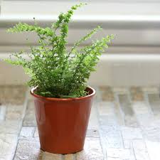 Maybe you would like to learn more about one of these? Care Of Boston Fern Growing Nephrolepis Exaltata The Gardening Cook