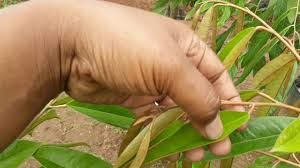 Rahsia pokok durian cepat membesar amp lasak anak durian duri hitam apm planting apm durian seedling. Pohon Durian Di Tanam Kok Layu Lanjut Mati Inilah Salah Satu Faktornya Youtube
