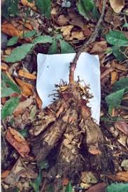 Image result for Dioscorea praehensilis