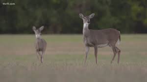 Agfc Keeping Close Eye On Chronic Wasting Disease As It Spreads Across The U S Thv11 Com