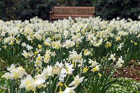 Narcissus Segovia Daffodil Segovia Narcisse Segovia Small Cupped Daffodils White Daffodil Award Daffodil Agm Daffodil Daffodil Bulbs Daffodils Narcissus