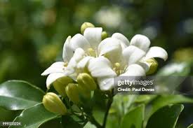 Image result for Murraya