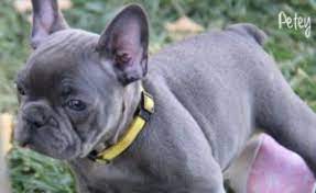 If you get from a breeder make sure you investigate thoroughly though because mixed breeds are generally considered designer dogs and attract terrible people who just want to make. 5 Best French Bulldog Breeders In Colorado Reviews Smiling Bulldogs