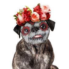 What color flowers for death of pet. 2 023 Dead Dog Photos Free Royalty Free Stock Photos From Dreamstime