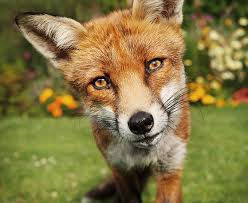 Genetic evidence for the persistence of the critically endangered sierra nevada red fox in california. Foxes May Be Expanding Their East Bay Habitats