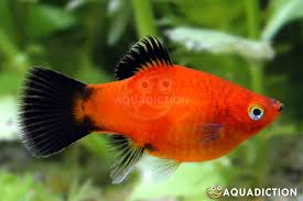 Platy Fish Care Guide - Guppy Aquarium