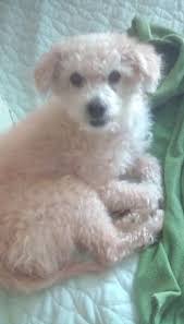 17,073 likes · 579 talking about this · 633 were here. Pets For Adoption At Safe Haven Dog Rescue In Elburn Il Petfinder