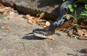 Snake catchers are urging anyone who finds one of the reptiles in or around their home to lay down their shovels and leave the creatures to the he's got the call to come and relocate a snake that has found its way onto someone's property. Eliminating Snakes In Your Yard The National Wildlife Federation Blog The National Wildlife Federation Blog