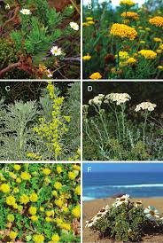 Image result for Schistostephium crataegifolium