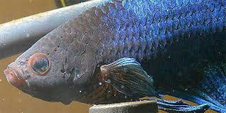 The parasite stays on the fish for up to 4 or 5 days before it. Betta Fish Diseases How To Treat A Sick Betta Fish Bettafish Org