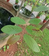 Image result for Bridelia ripicola