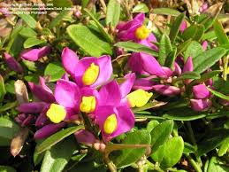 Image result for Polygala francisci