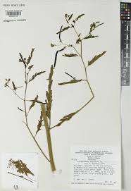 Image result for Aeschynomene sensitiva