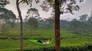 Karena letaknya yang di daerah utara pulau jawa membuat ombak yang ada di pantai ini tidak terlalu besar, pantainya yang landai juga nyaman. Harga Tiket Masuk Dan Rute Menuju Kebun Teh Pagilaran Pekalongan Agrowisata Dengan Sejuta Keindahannya Daka Tour