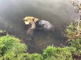 Dead dog found wrapped in sack and sheet dumped in canal near Derby -  Derbyshire Live