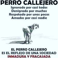 Día del perro en españa: Dia Mundial Del Perro Callejero El Perro Callejero Es El Reflejo De Una Sociedad Inmadura Y Fracasada Schnauzi Com