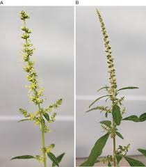 Scott's house of flowers, lawton, ok. Pollen Mediated Gene Flow And Transfer Of Resistance Alleles From Herbicide Resistant Broadleaf Weeds Weed Technology Cambridge Core