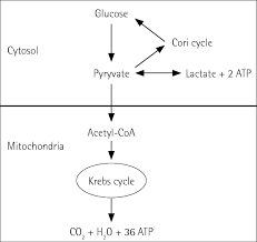A Simplified Chart Of Glycolysis Download Scientific Diagram