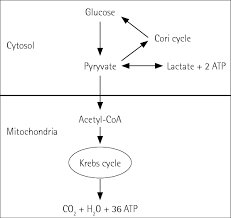 a simplified chart of glycolysis download scientific diagram