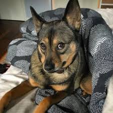 Check spelling or type a new query. 50 Love My Shiba Shepherd Ideas Shiba Dogs Puppies