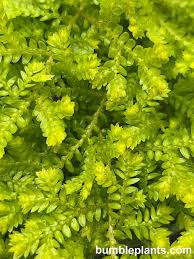 Image result for Salacia kraussii