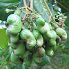Nama saintifiknya ialah anacardium occidentale dan ia tergolong dalam keluarga anacardiaceae. 1