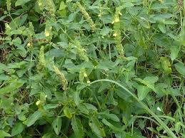 Image result for Justicia flava