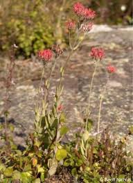 Image result for Kalanchoe rotundifolia