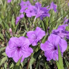 Image result for Ruellia praetermissa