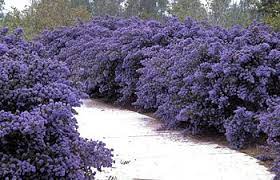 Native Plants Go Glam Garden Shrubs Plants California Native Plants