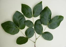 Image result for Brachystegia spiciformis