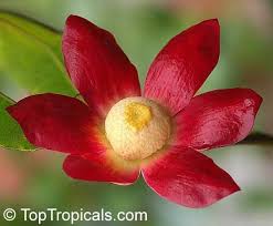 Image result for Uvaria