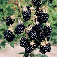 Jul 04, 2021 · a fruit seller in rajasthan's sri ganganagar district was thrashed brutally by a group of seven youths. Blackberry Bush Quotes Quotesgram