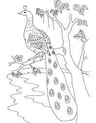 For boys and girls, kids and adults, teenagers and toddlers, preschoolers and older kids at school. Peacock Coloring Pages For Kids Free Printable Peacock Coloring Peacock Coloring Pages Coloring Pages For Grown Ups Animal Coloring Pages
