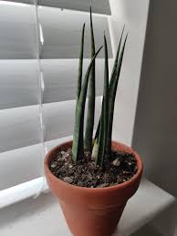 Apart from a pot and soil, you might need some equipment such as: Sansevieria Snake Plant Album On Imgur