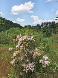 Image result for Loxogramme latifolia